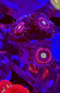 Pink Cat Eyes Zoa