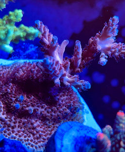 Cheezy Corals “Blue Cheese” Acro