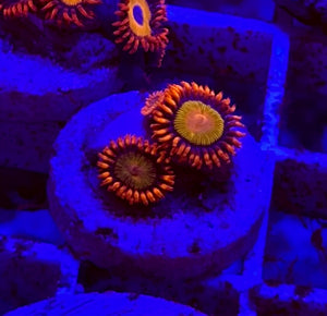 Mandarin Orange Zoa