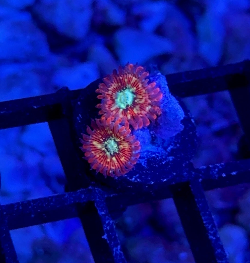 WYSIWYG ZOA 5 PACK - Aquacultured Mid Grade