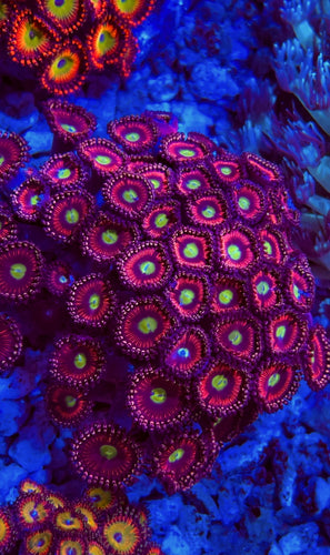 Pink Cat Eyes Zoa