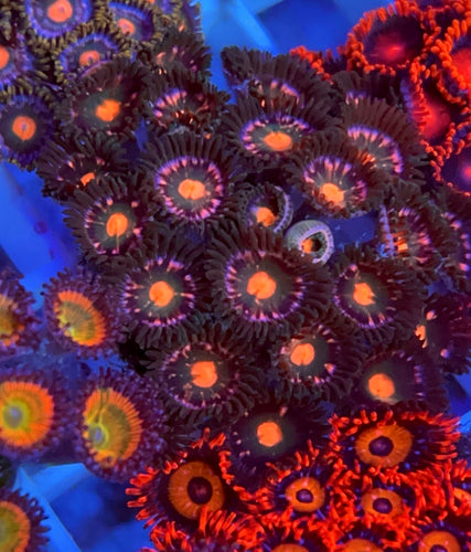 Cheezy Corals Pink Orchid Zoa