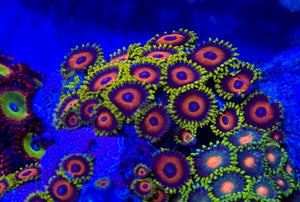 Eagle Eye Zoa