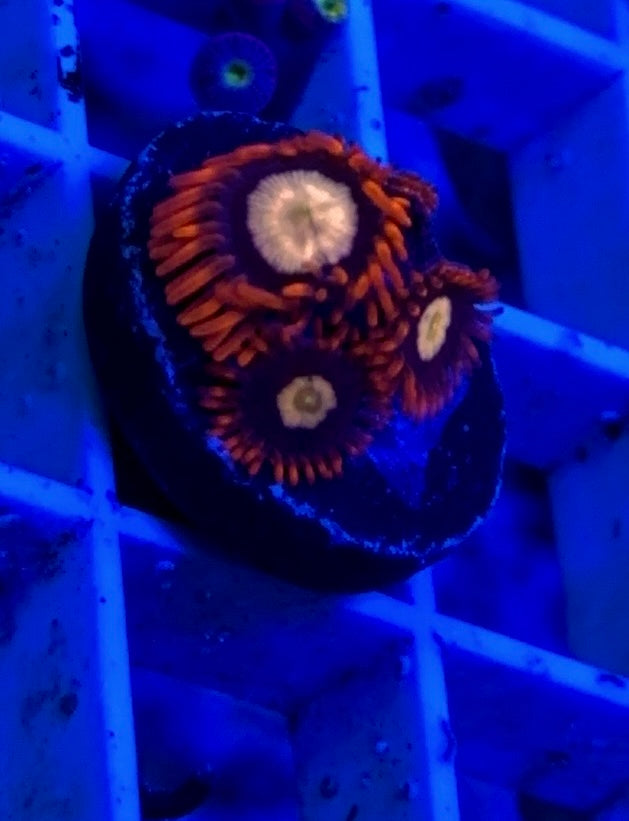 Wysiwyg “Alpha & Omega” Zoa