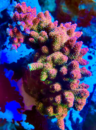 Cheezy Corals “Shazam” Milli