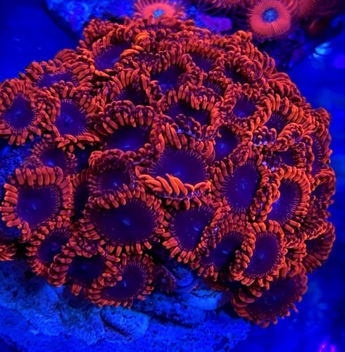 Lunar Eclipse Zoa