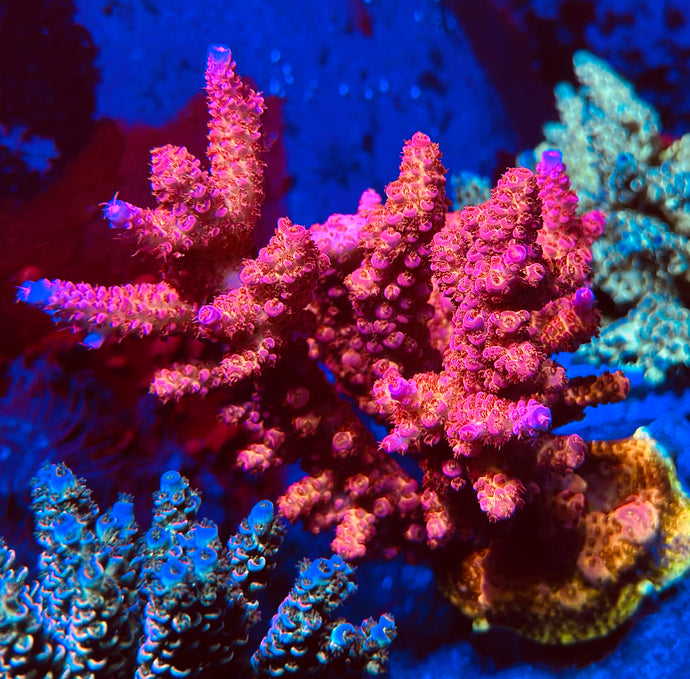 Cheezy corals hellboy acro