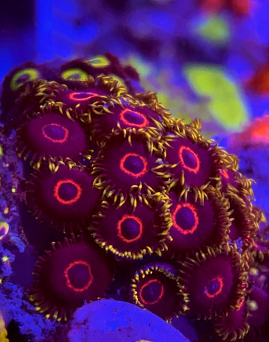 Purple Heart Hornet Zoa