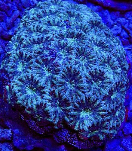 Snowflake Acan