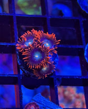 Load image into Gallery viewer, Punk Rocker Zoa