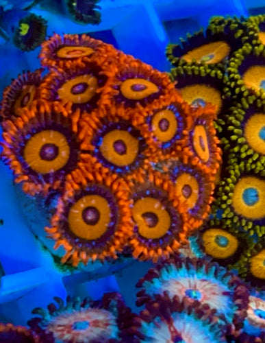 OG Orange Oxide Zoa