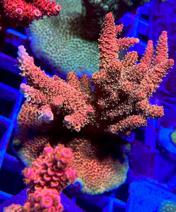 Cheezy Corals “Unicorn” Milli