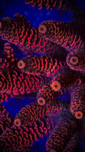 Load image into Gallery viewer, Cheezy Corals “Hells Revenge” Milli