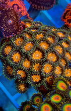 Load image into Gallery viewer, Cheezy Corals Habanero Cheech Zoa