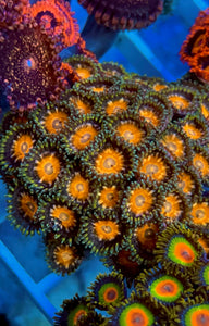 Cheezy Corals Habanero Cheech Zoa