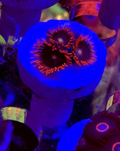 Load image into Gallery viewer, Punk Rocker Zoa