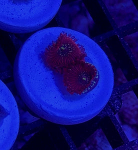 WYSIWYG ZOA 5 PACK - Aquacultured Mid Grade