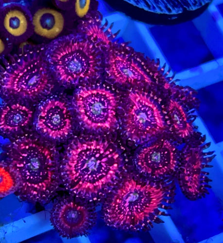 Pink Zipper Zoa