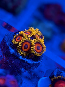 Eagle Eye Zoa