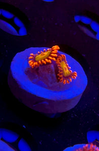 Mandarin Orange Zoa