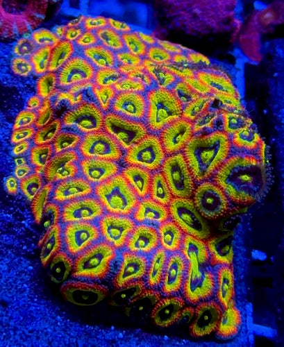 Holy Grail Micromussa Acan