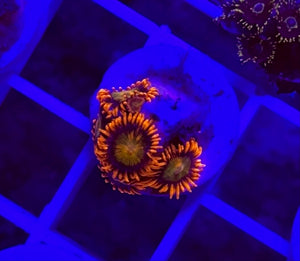 Mandarin Orange Zoa