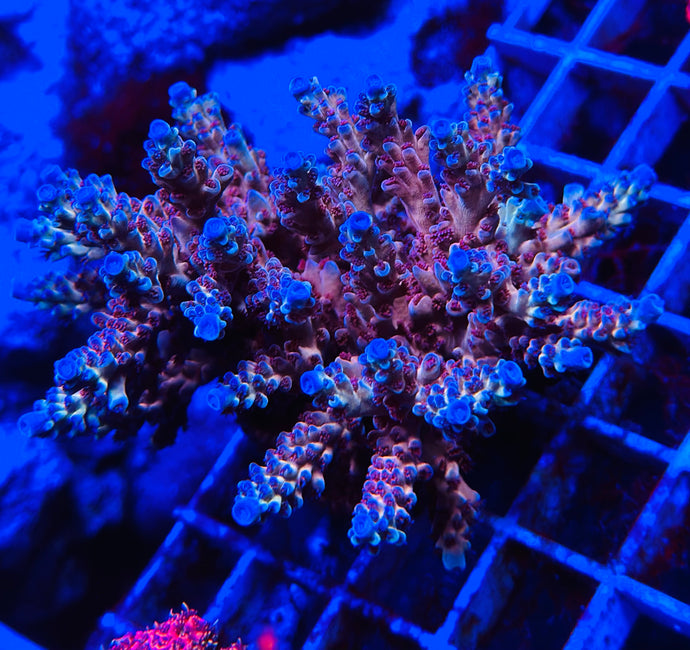 Cheezy Corals “Blue Cheese” Acro