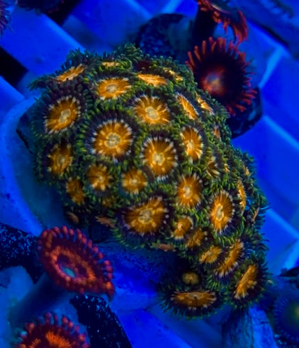 Cheezy Corals Habanero Cheech Zoa