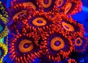 Orange Oxide Zoa