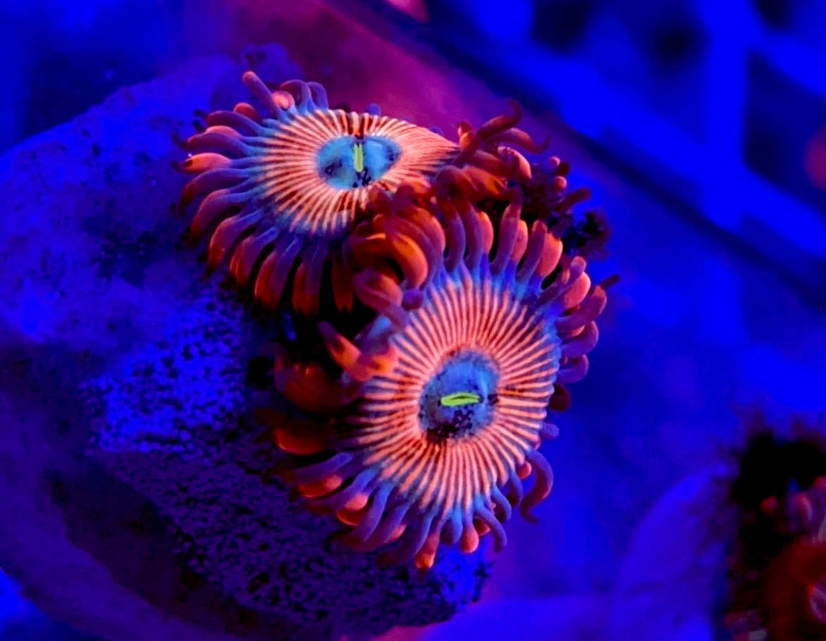 CB White Zombie Zoa – Cheezy Corals Aquaculture