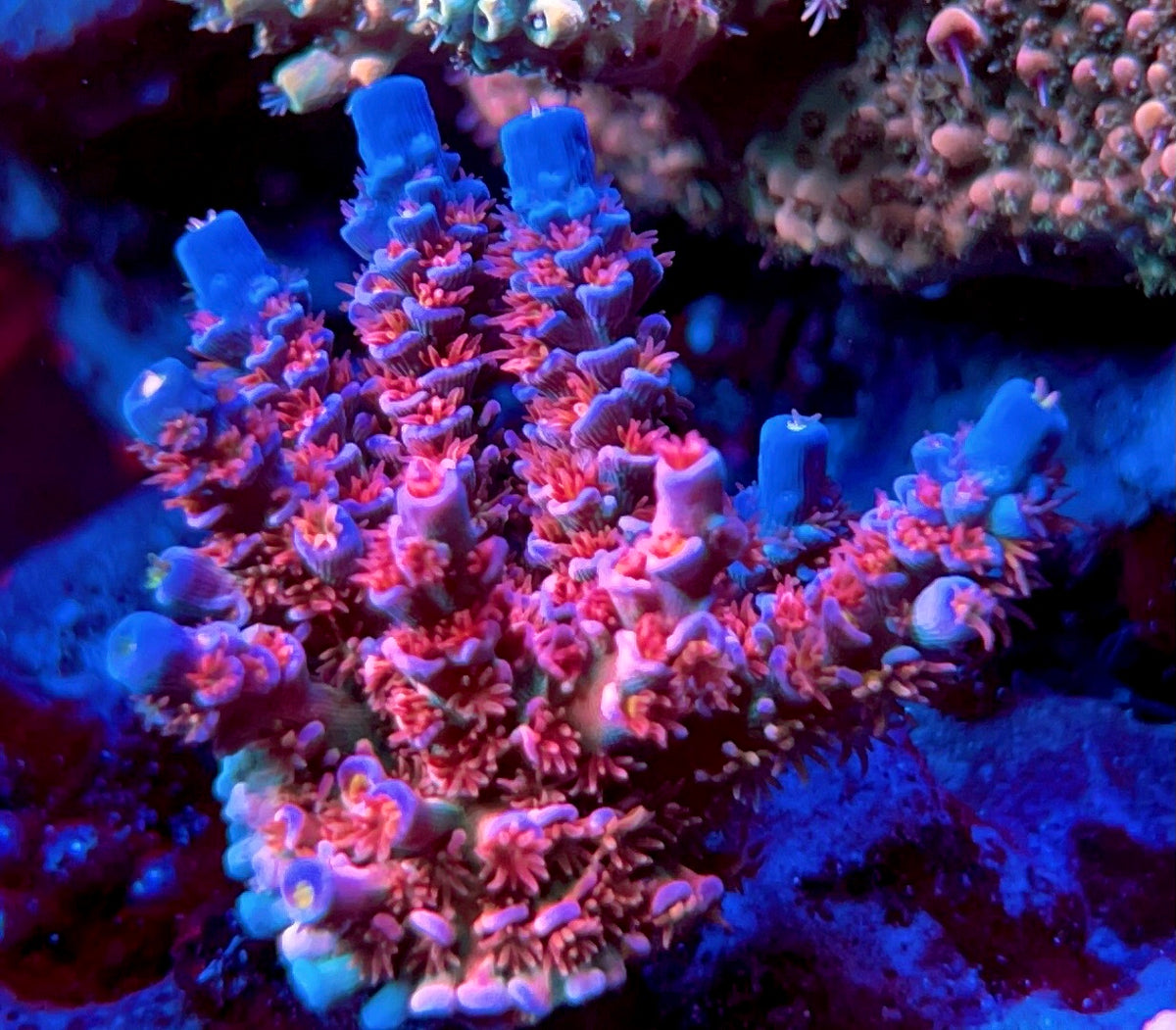 OG RR “Angry Birds” Acro – Cheezy Corals Aquaculture