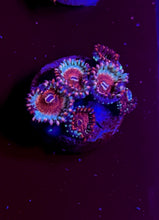 Load image into Gallery viewer, Cheezy Corals Apocalypse White Zombie Zoa