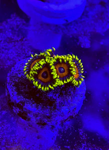 Eagle Eye Zoa