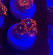 Load image into Gallery viewer, Punk Rocker Zoa