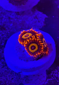 Orange Oxide Zoa