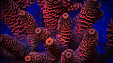 Load image into Gallery viewer, Cheezy Corals “Hells Revenge” Milli