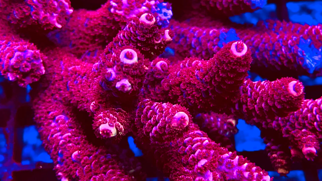 Cheezy Corals “Valentines Day Massacre” Milli