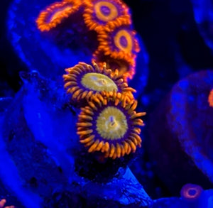 Mandarin Orange Zoa