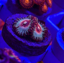 Load image into Gallery viewer, Cheezy Corals Apocalypse White Zombie Zoa