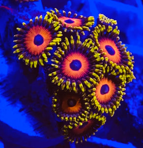 Eagle Eye Zoa