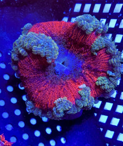 Wysiwyg XL “Bouncing Lava Lamp” Ultra Rock Flower Anemone