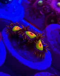 Rasta Zoa