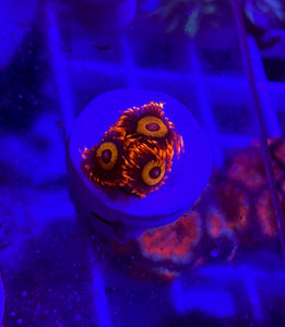 Orange Oxide Zoa