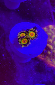 Rasta Zoa