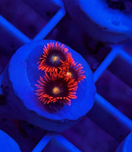 Load image into Gallery viewer, Punk Rocker Zoa