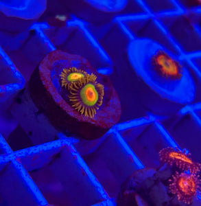 Rasta Zoa