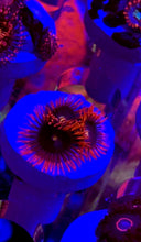 Load image into Gallery viewer, Punk Rocker Zoa