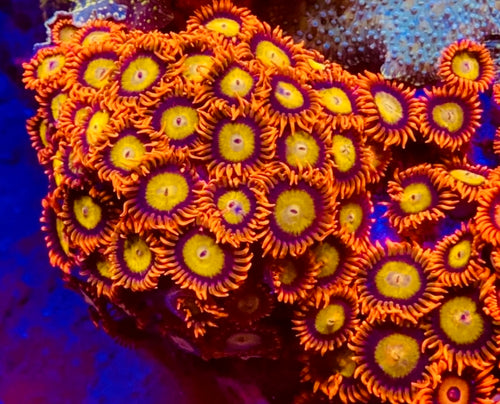 Mandarin Orange Zoa