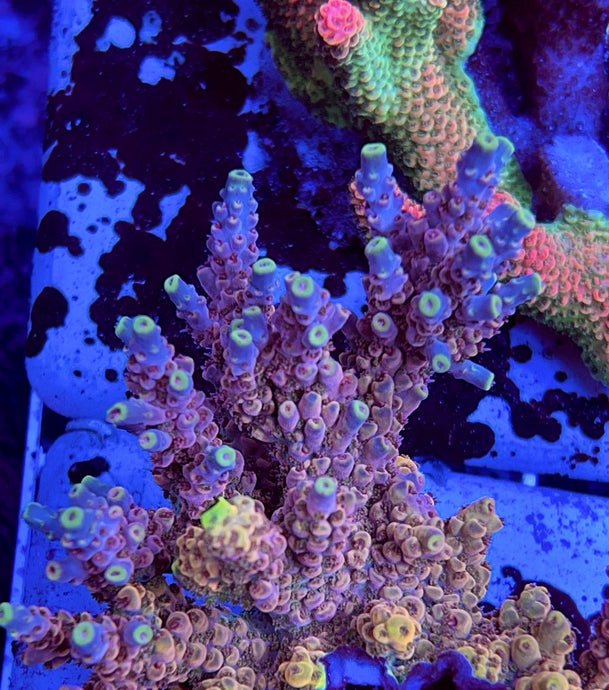 Cheezy Corals “Boogeyman” Acro
