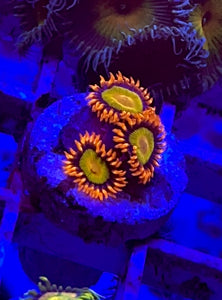 Mandarin Orange Zoa